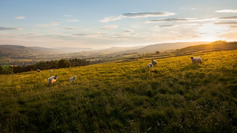 Sheep in the Yorkshire Dales - The Whippet Inn York